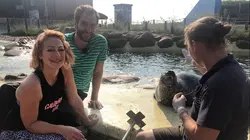 X:enius Les phoques : Adorable bébé deviendra carnassier rusé