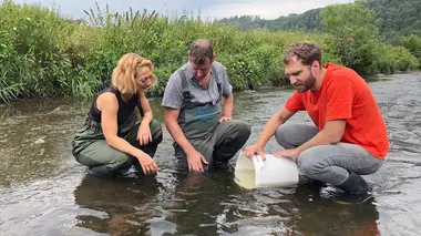 Le saumon : du mets de luxe au produit de masse