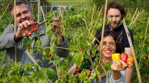 X:enius Les bienfaits du piment