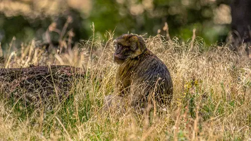 X:enius Limiter la disparition des espèces