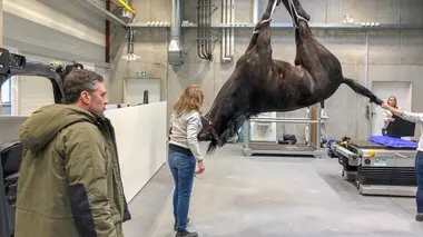 La zoobiquité : une même médecine pour humains et animaux