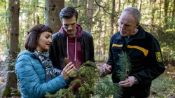 X:enius Des arbres menacés par le réchauffement climatique