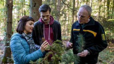 Des arbres menacés par le réchauffement climatique