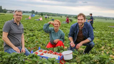 La fraise, star des beaux jours