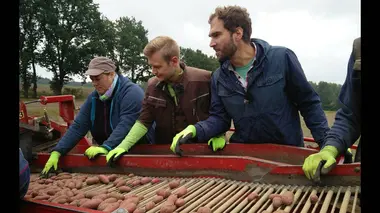 Pommes de terre, tubercules d'hier et d'aujourd'hui