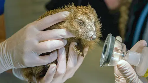 X:enius Le hérisson : pro de la survie