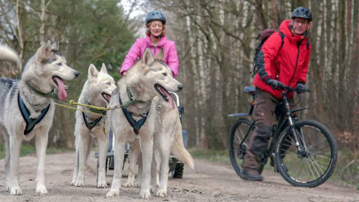 X:enius Chiens de traîneaux : Costauds, rapides et flexibles