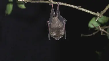 Les chauves-souris : fascinantes et menacées