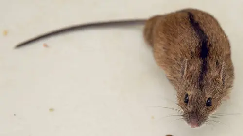 X:enius Les souris