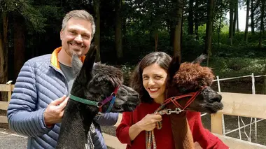 Talentueux alpagas : des animaux aux multiples vertus