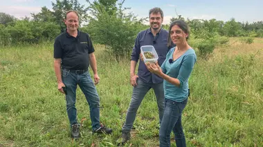 Les chenilles : alliées des uns, fléau pour les autres