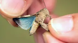 X:enius Quand les orthoptères nous menacent