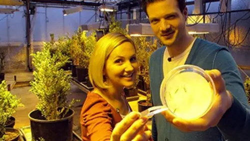 X:enius Insectes utiles ou parasites ?