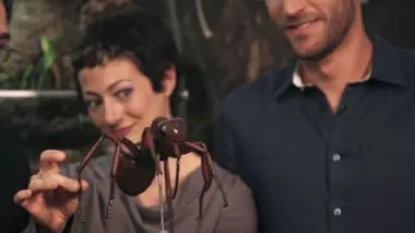 Les fourmis : l'union fait-elle la force ?