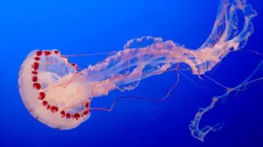 Les méduses : des animaux étranges ?