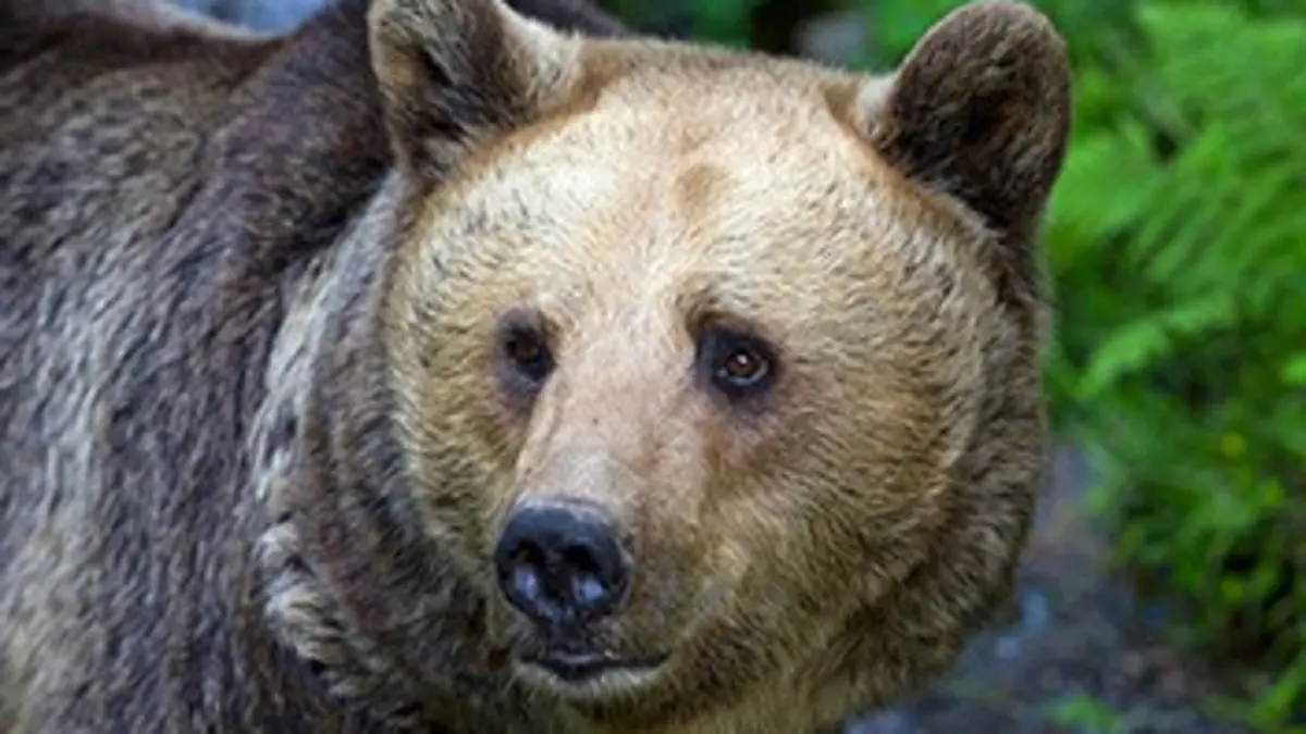 X:enius L'homme et l'ours peuvent-ils cohabiter ?