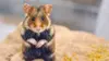 X:enius Le hamster d'Europe en voie d'extinction