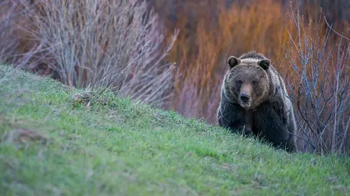 Yellowstone Un printemps tardif