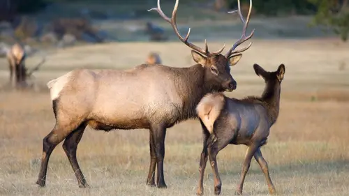 Yellowstone L'été de tous les dangers
