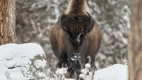 Yellowstone, au fil des saisons E01 L'enfer de l'hiver