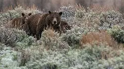 Visuel de Yellowstone, au fil des saisons