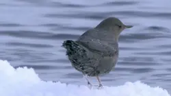 Visuel de Yellowstone, de neige et de fumées