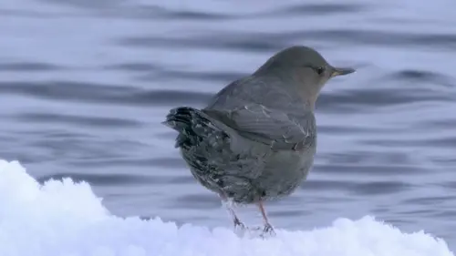 Yellowstone, de neige et de fumées