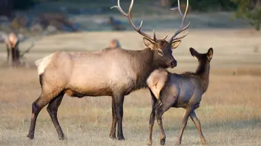 Yellowstone L'été de tous les dangers