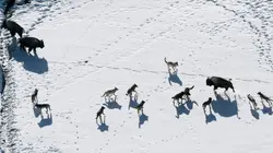 Yellowstone, la dynastie des loups