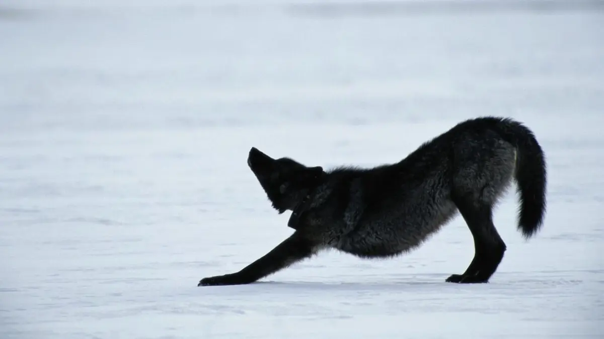 Yellowstone, la dynastie des loups