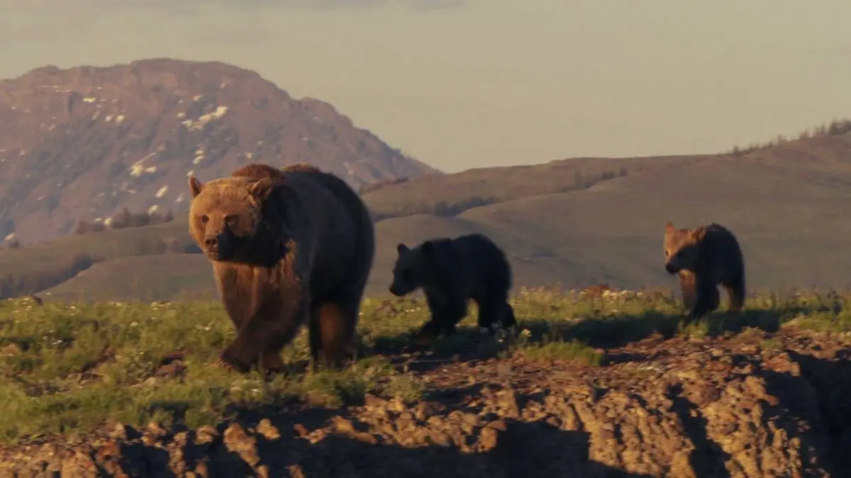 Yellowstone : la loutre, maître des rivières