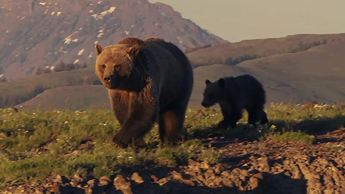 Yellowstone : le royaume du Grizzly