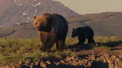 Yellowstone : le royaume du Grizzly