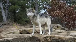 Yellowstone : le territoire des louves