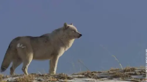 Yellowstone : le territoire des louves