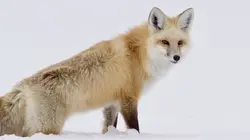 Yellowstone : Nature extrême De feu et de glace