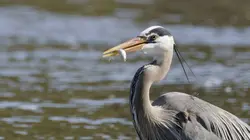Yellowstone : Nature extrême