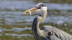 Yellowstone : Nature extrême