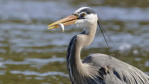 Yellowstone : Nature extrême S01E04 La rivière sauvage