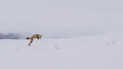 Yellowstone : Nature extrême