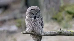 Yellowstone : Nature extrême