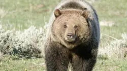 Yellowstone : Nature extrême