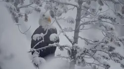 Yellowstone : Nature extrême