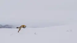 Yellowstone : Nature extrême De feu et de glace