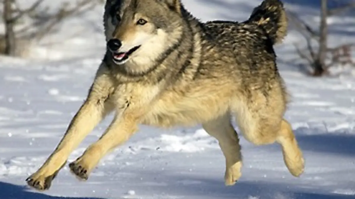 Yellowstone Park E01 Les loups règnent en hiver