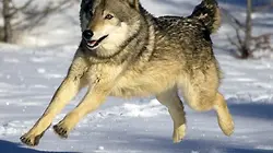 Visuel de Yellowstone Park