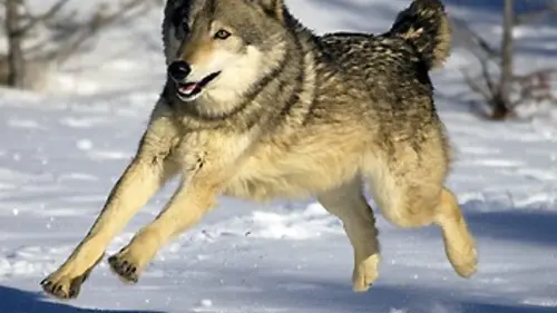 Yellowstone Park E01 Les loups règnent en hiver