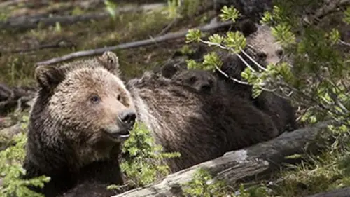 Yellowstone Park E02 Se nourrir, se reproduire