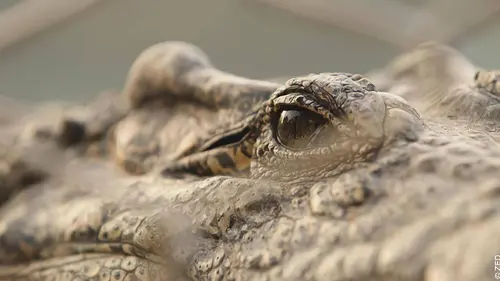 Yo soy croco libre