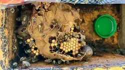 Yucatán : Les gardiennes des abeilles sacrées